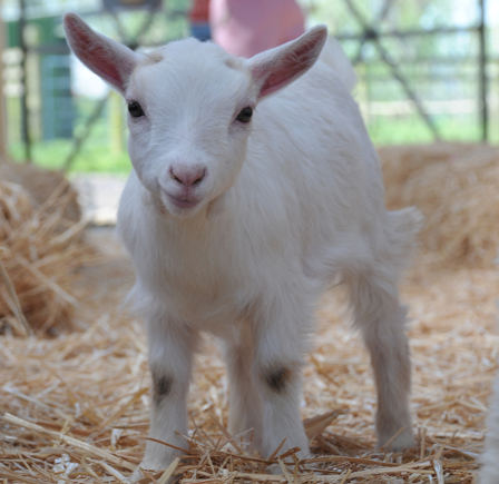 Cogges Manor Farm