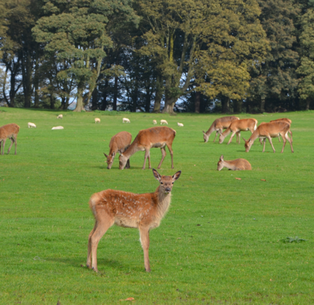 Tatton Park