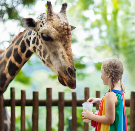 <strong>AFTERGLOW AT CHESTER ZOO</strong>