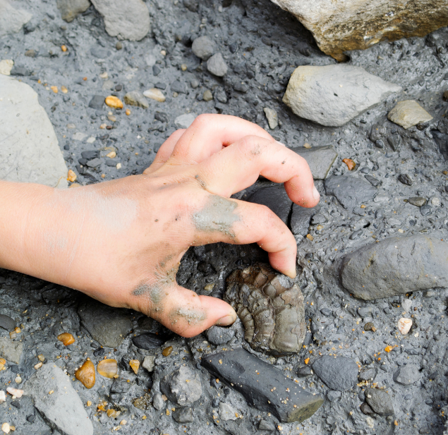 <strong>HUNT FOR FOSSILS</strong>