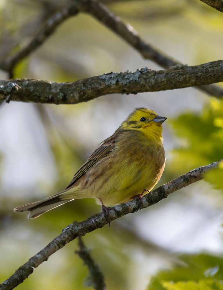 TRY AND SPOT A BIRD OR TWO!