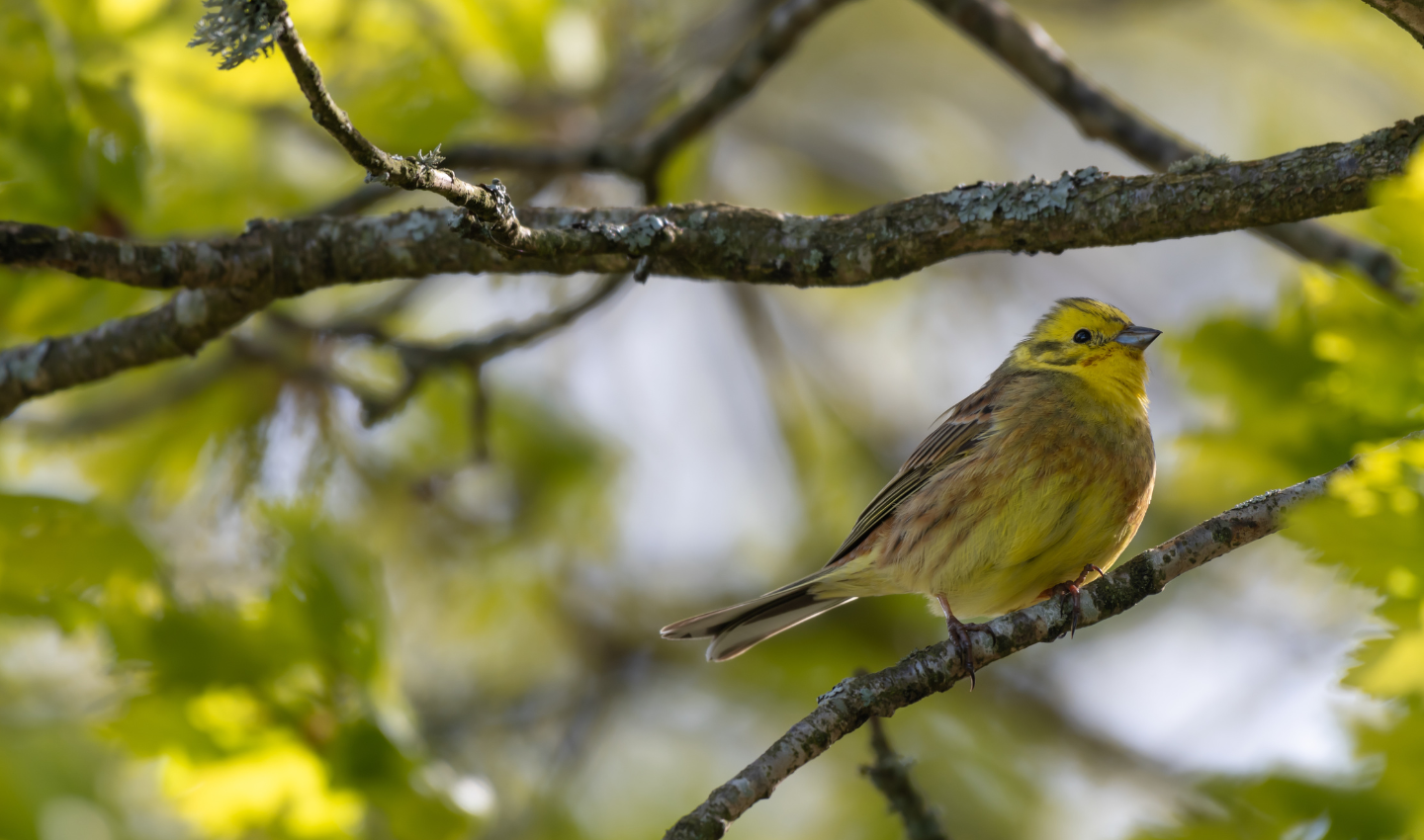 TRY AND SPOT A BIRD OR TWO!