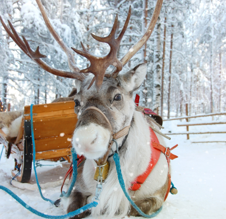 Christmas Experiences